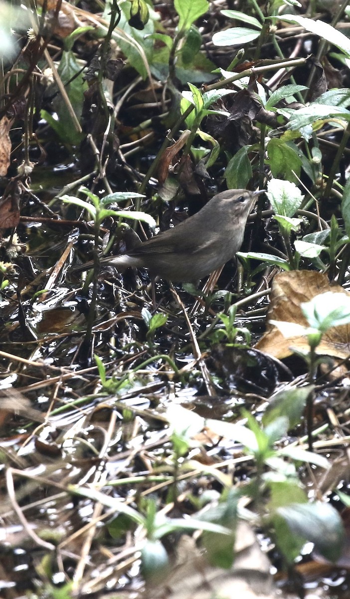 עלווית כהה - ML646299026