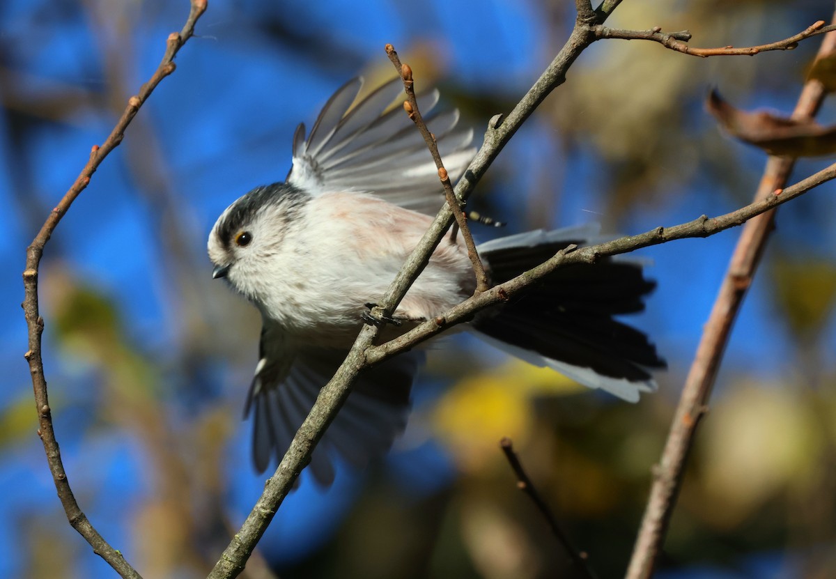 Long-tailed Tit - ML646299027