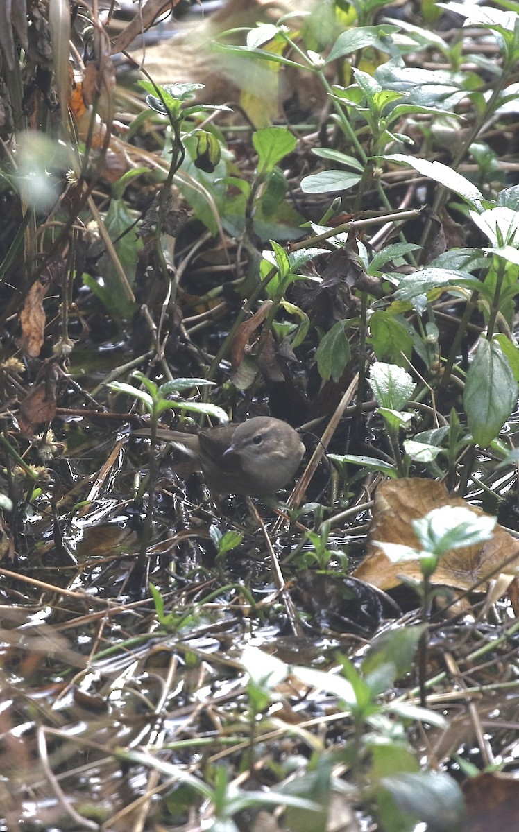 עלווית כהה - ML646299028
