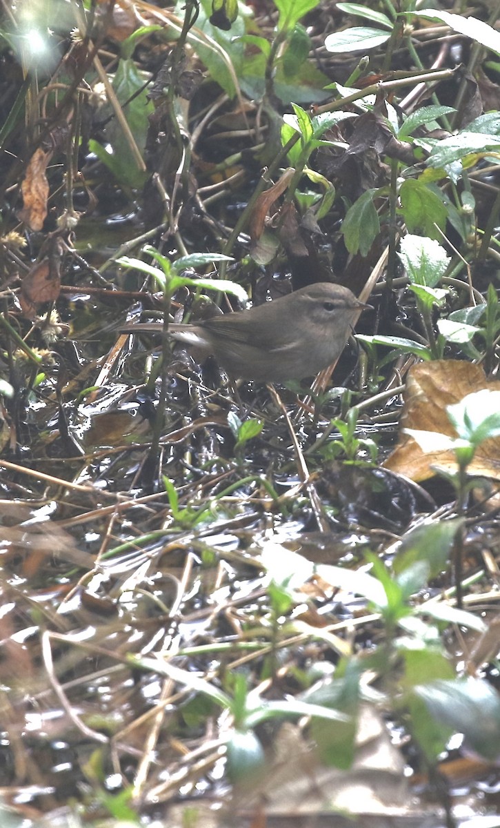 עלווית כהה - ML646299029