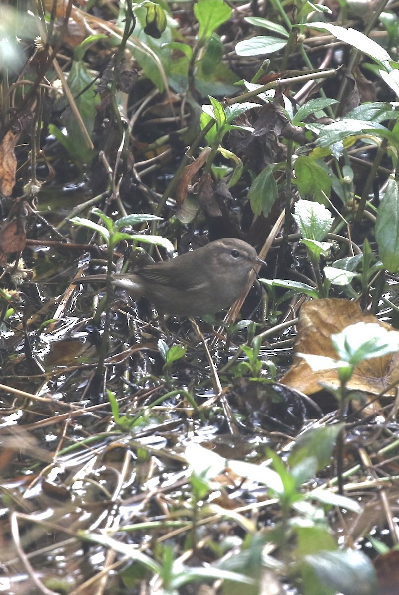 עלווית כהה - ML646299030