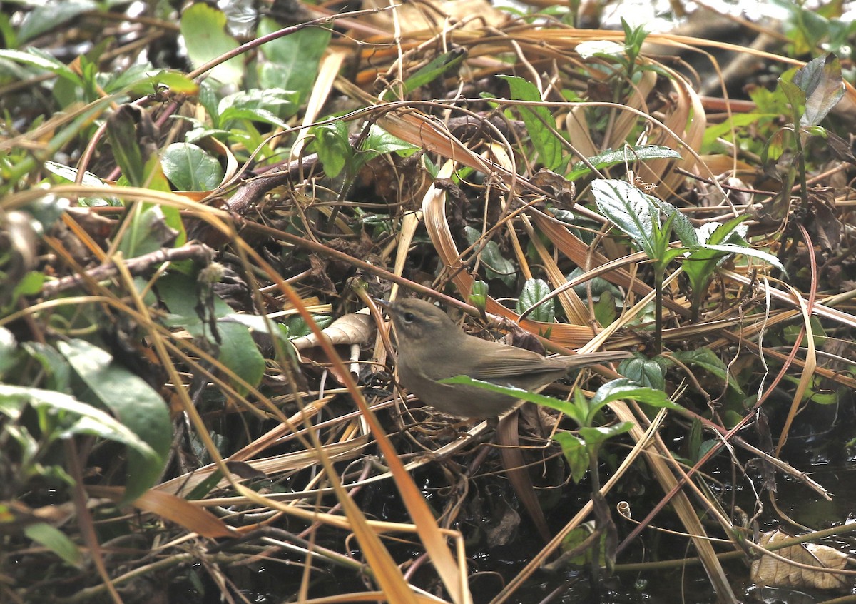 עלווית כהה - ML646299031