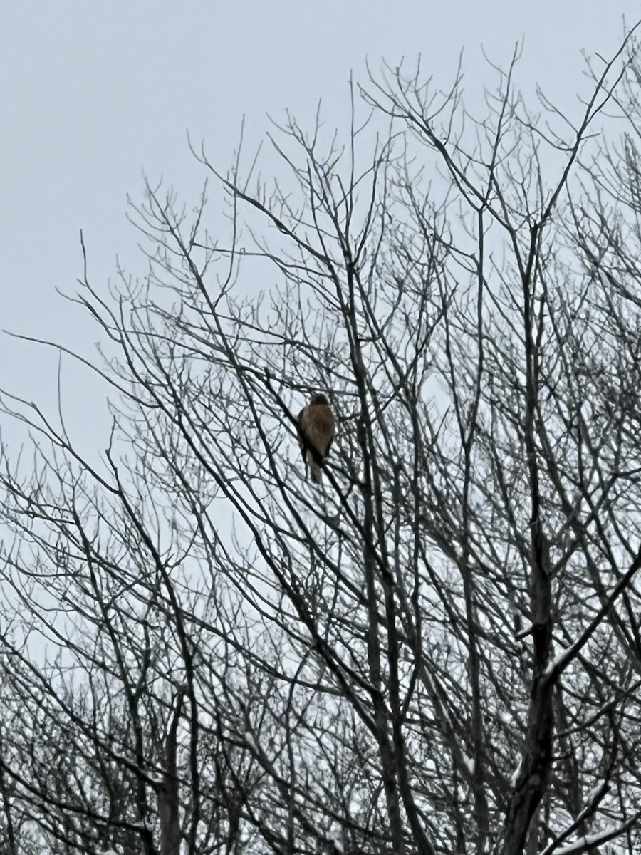 Red-shouldered Hawk - ML646299033