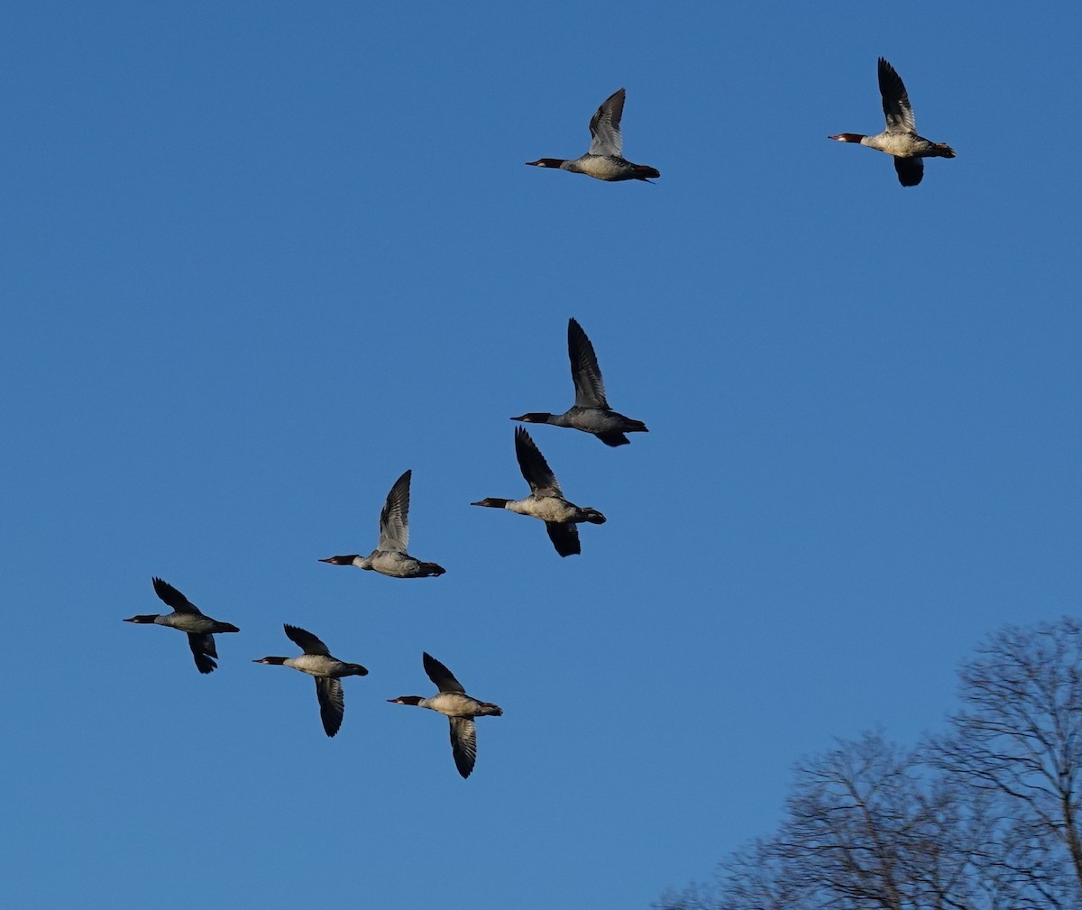 Хумхин бохио - ML646299034