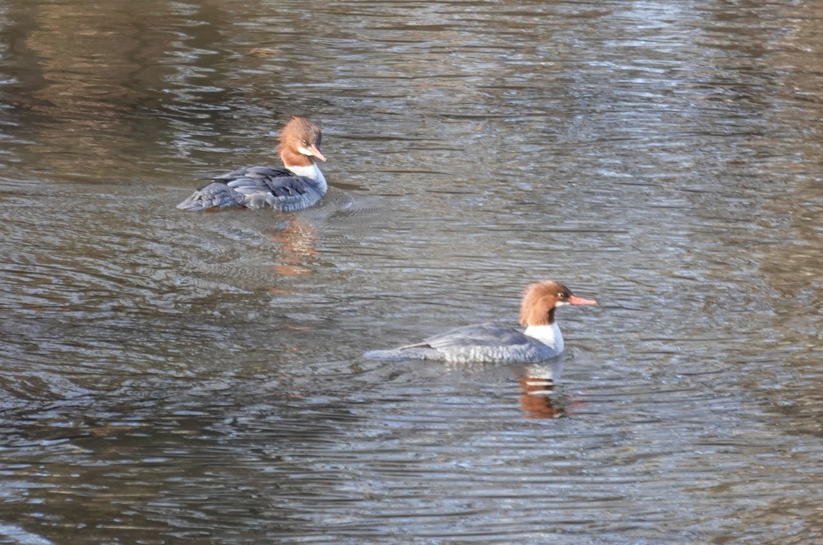 Хумхин бохио - ML646299035