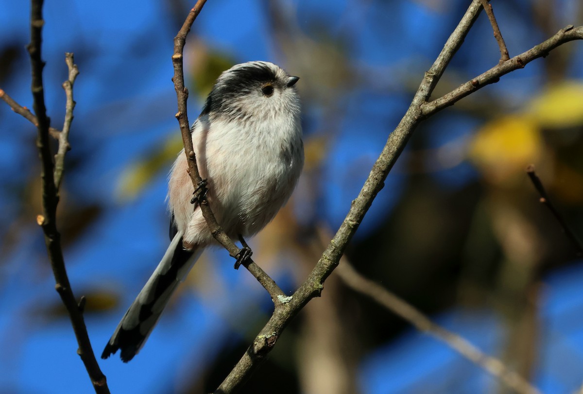 Long-tailed Tit - ML646299036