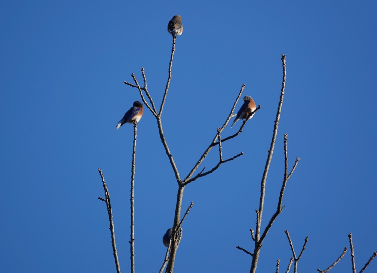 Eastern Bluebird - ML646299037