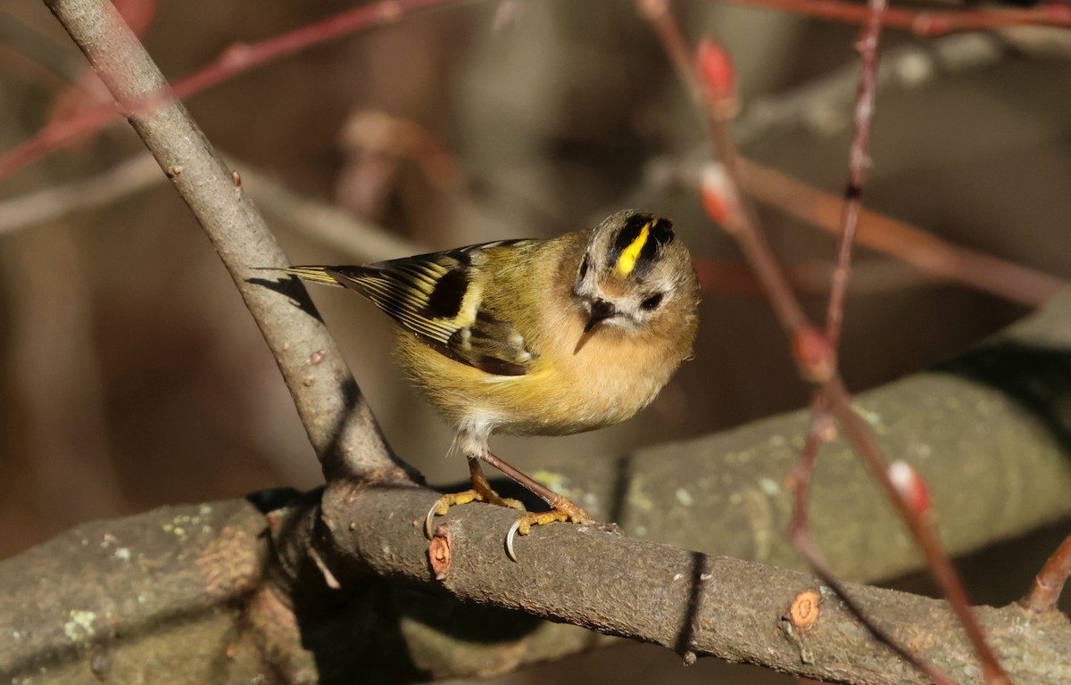 Goldcrest - ML646299038