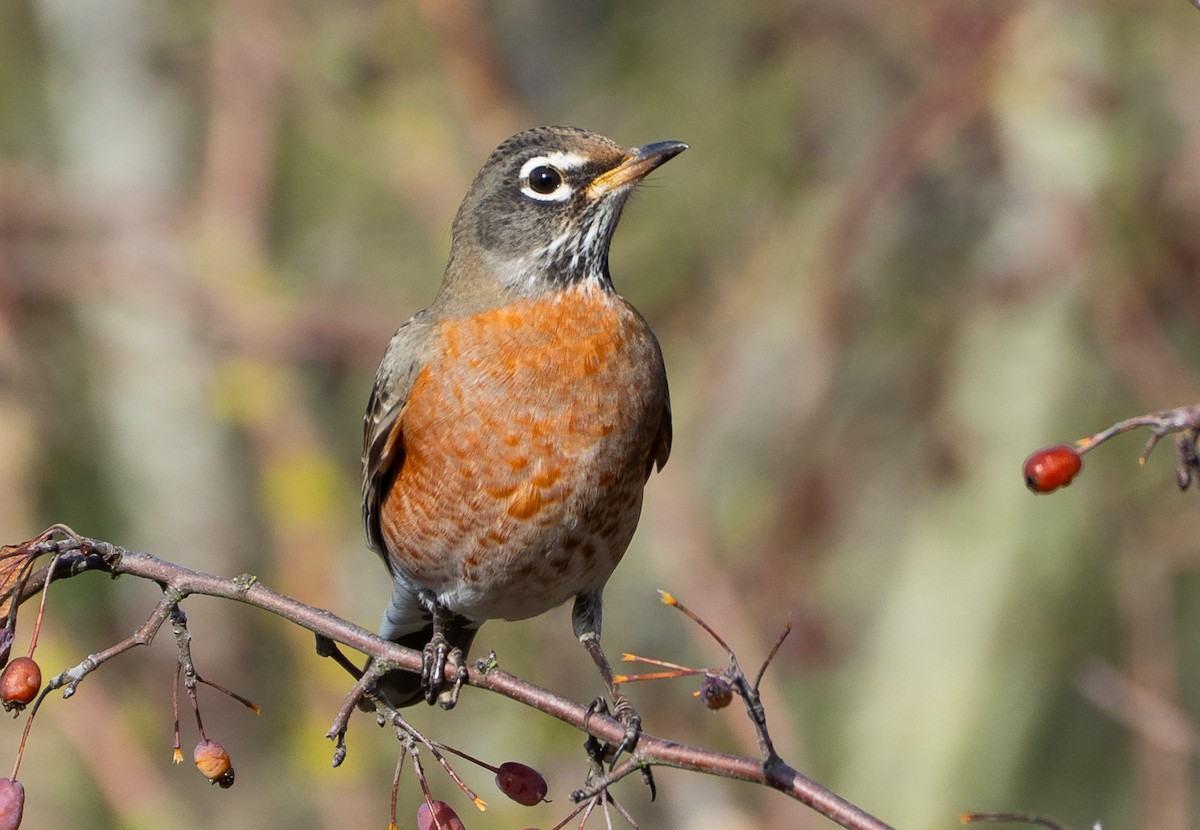 קיכלי נודד - ML646299040