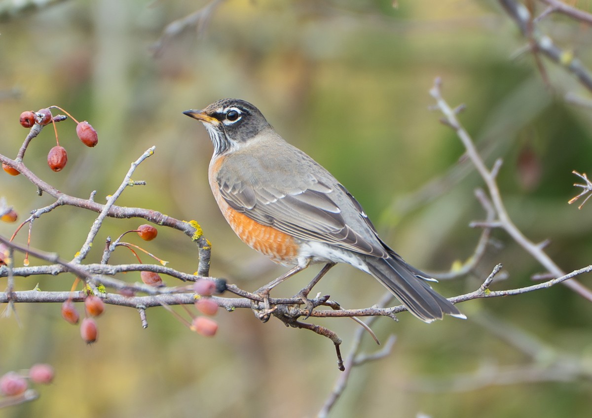 קיכלי נודד - ML646299047