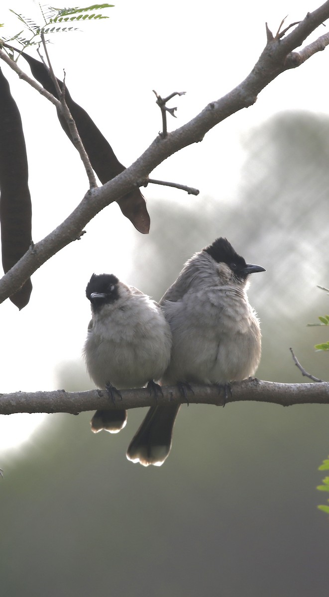 Sooty-headed Bulbul - ML646299048