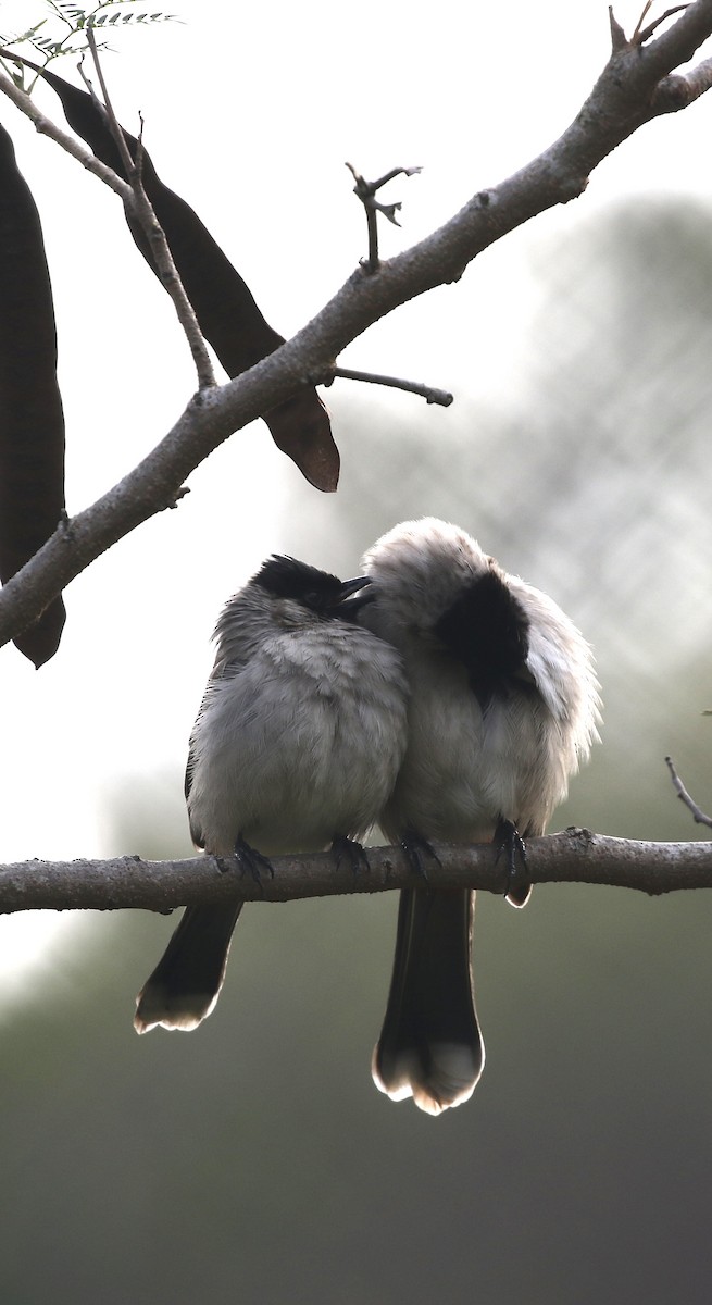 Sooty-headed Bulbul - ML646299049