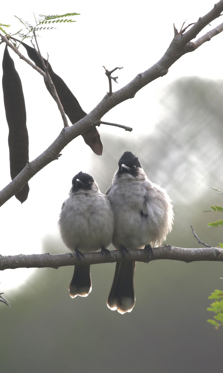 Sooty-headed Bulbul - ML646299050