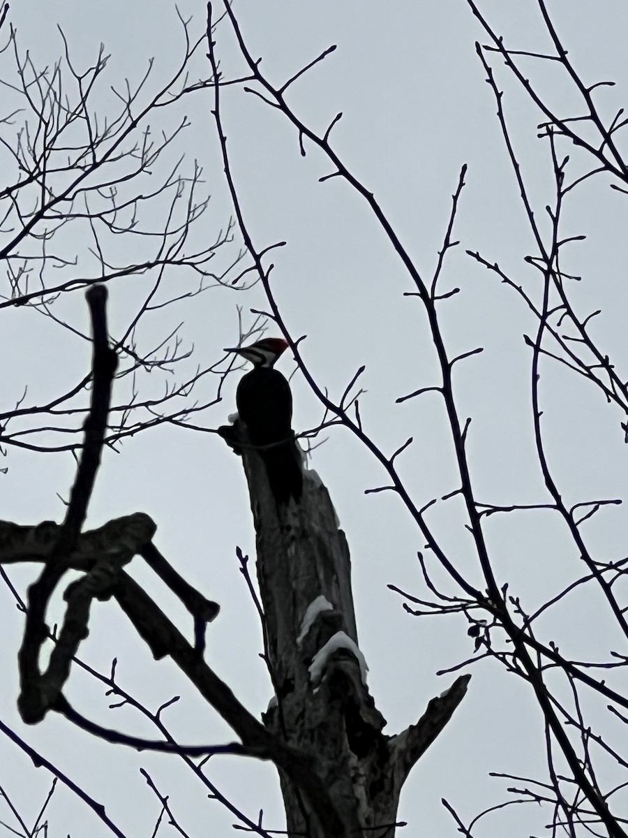 Pileated Woodpecker - ML646299051