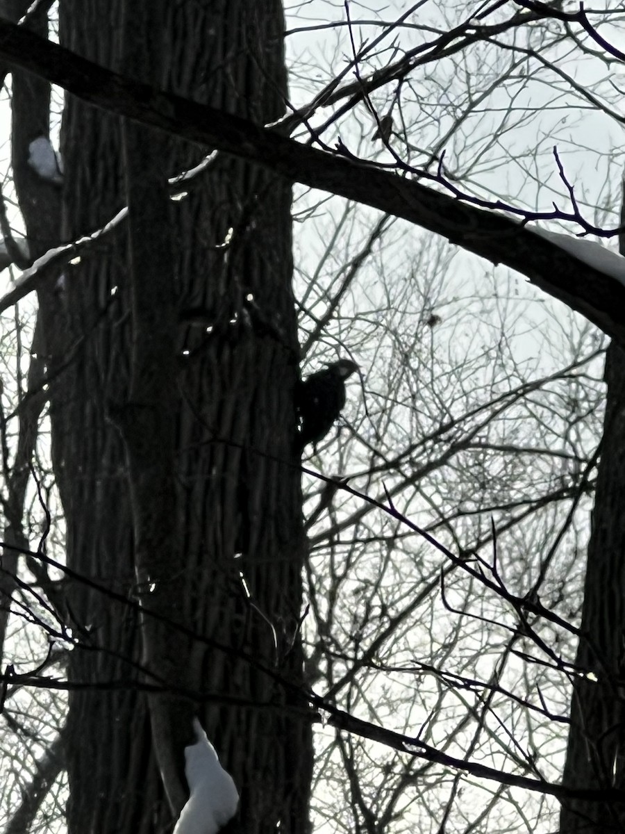Pileated Woodpecker - ML646299052