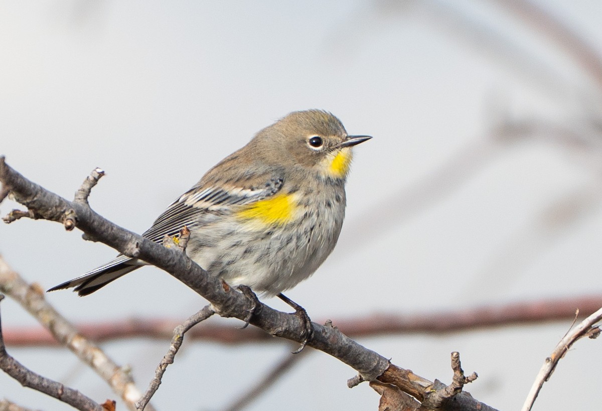 סבכון הכתר - ML646299054