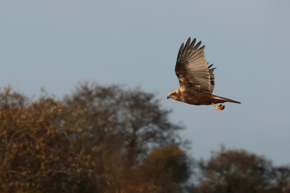 Western Marsh Harrier - ML646299055