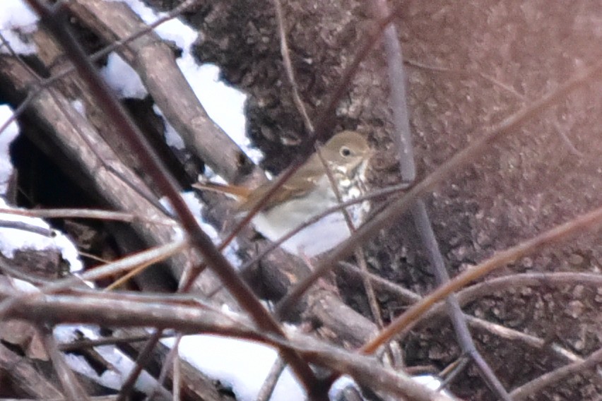 Hermit Thrush - ML646299056
