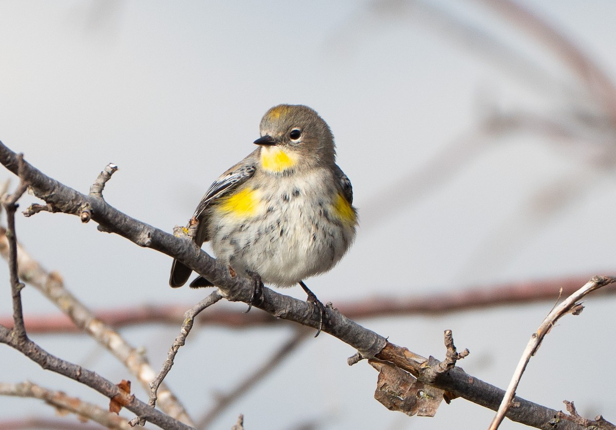 סבכון הכתר - ML646299057