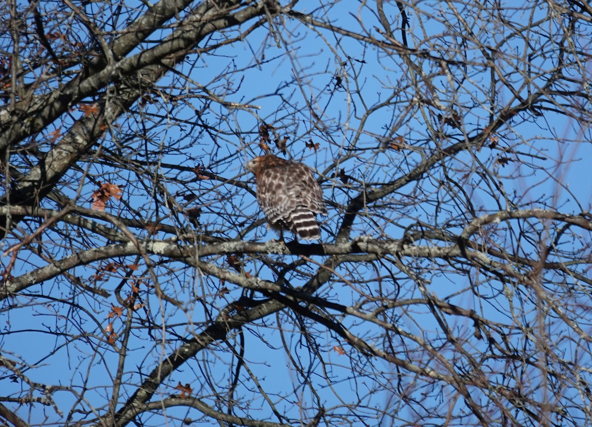 Red-shouldered Hawk - ML646299059