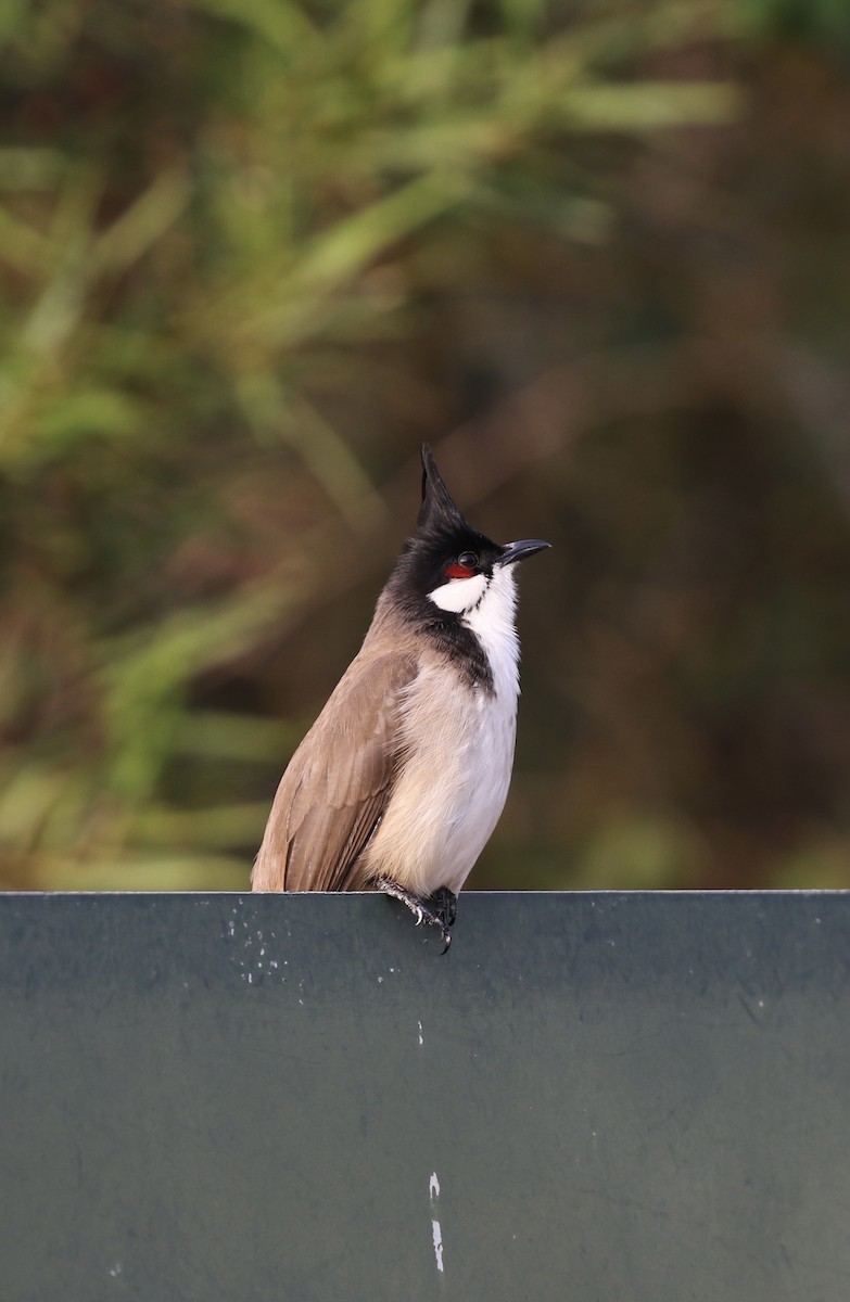 Red-whiskered Bulbul - ML646299063
