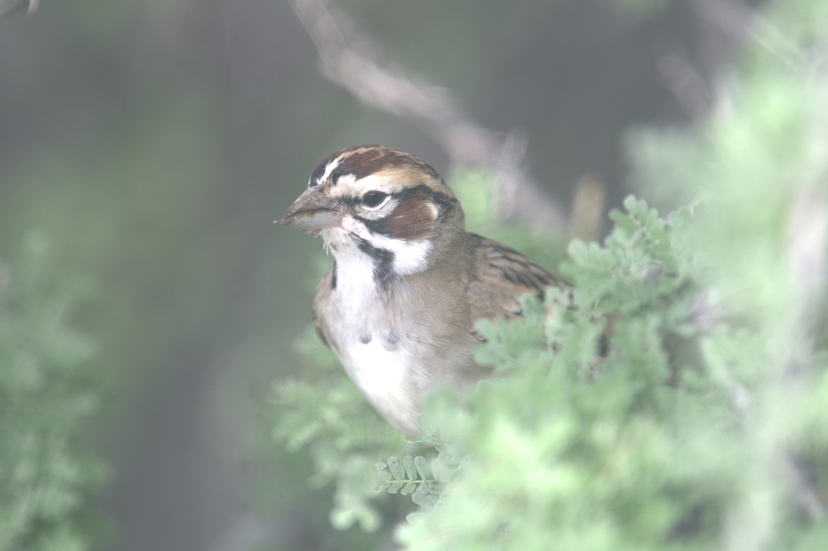Lark Sparrow - ML646299064