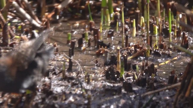 Погонич американський (підвид tuerosi) - ML646299069