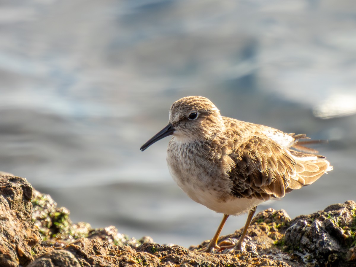 Least Sandpiper - ML646299070