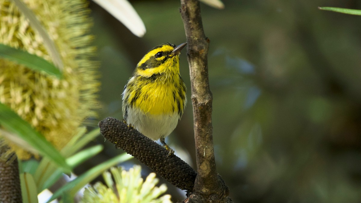 Townsend's Warbler - ML646299071