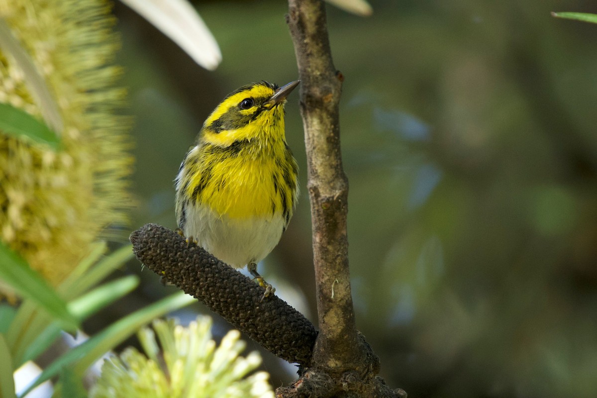 Townsend's Warbler - ML646299072