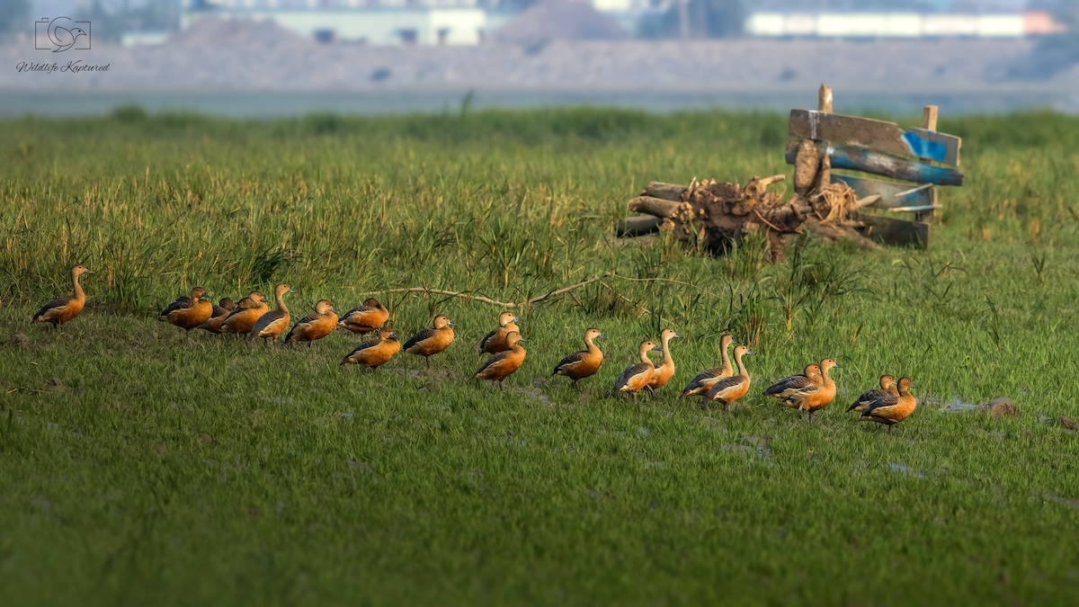 Lesser Whistling-Duck - ML646299073