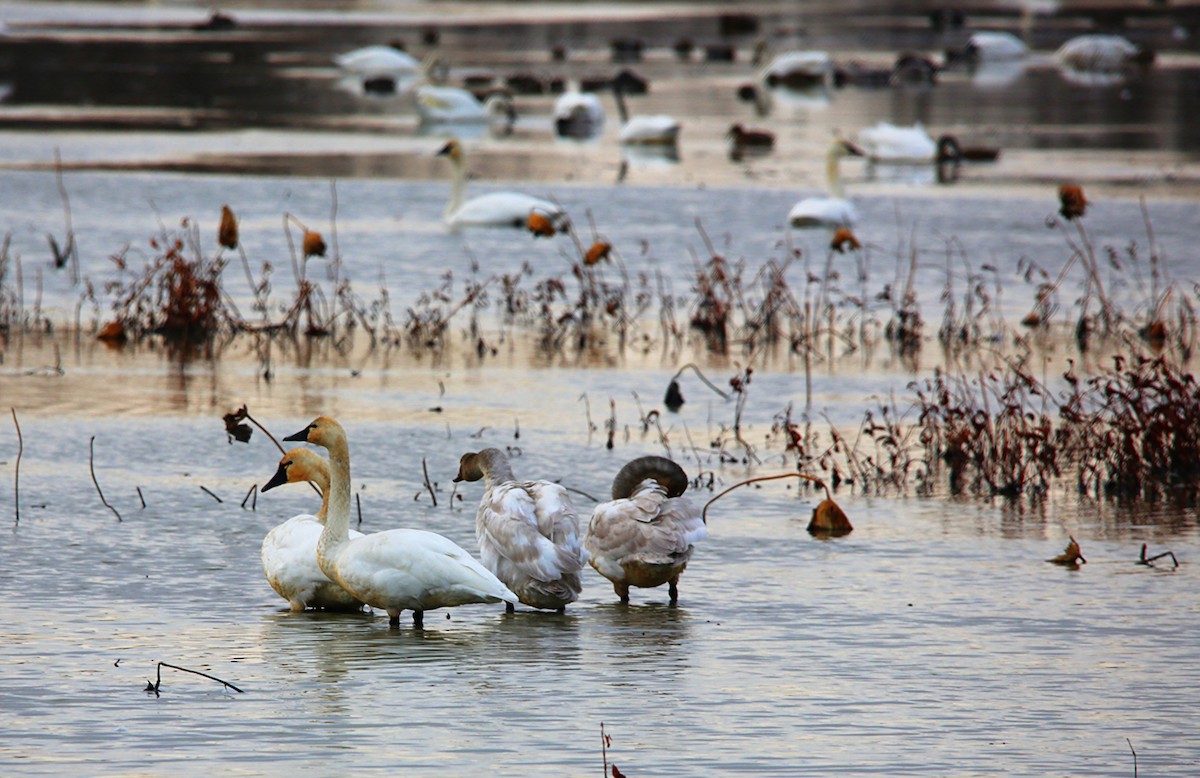 Tundra Swan - ML646299075