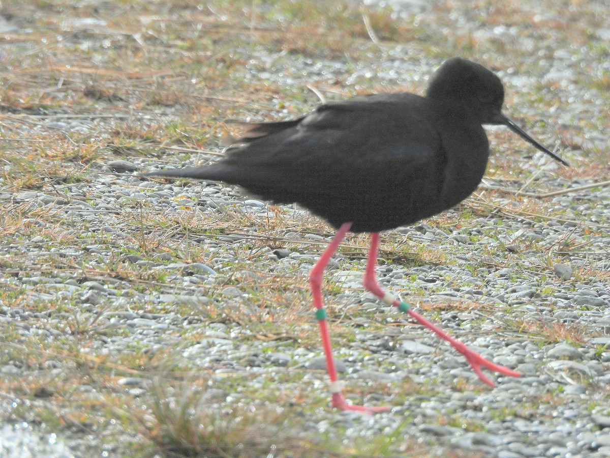 Zankaluze beltza - ML646299076