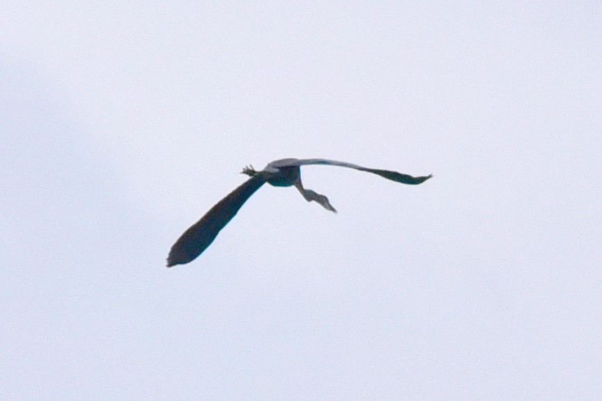 Great Blue Heron - ML646299077