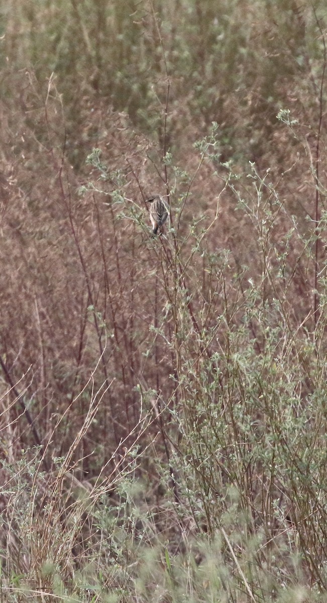 Amur Stonechat - ML646299078