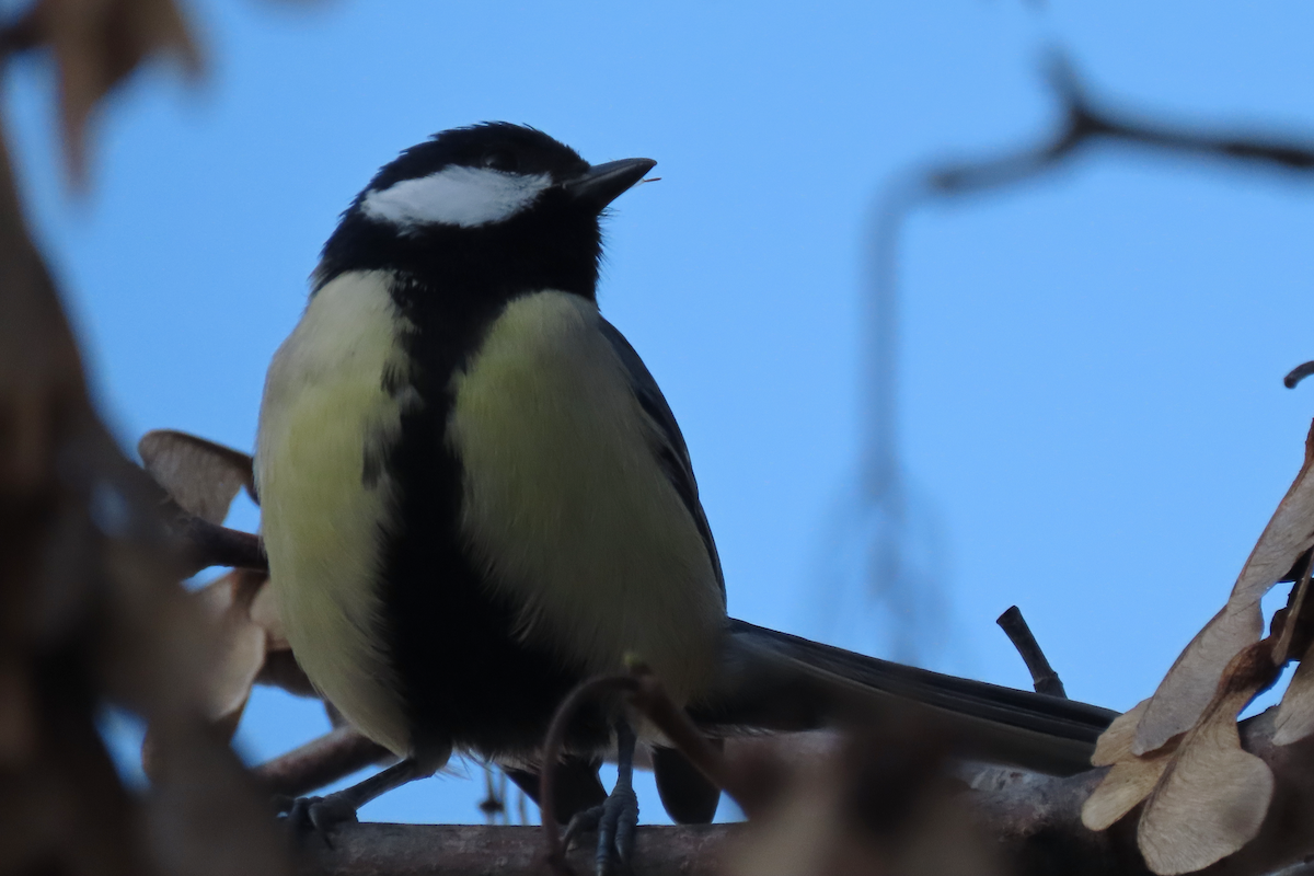 Great Tit - ML646299085