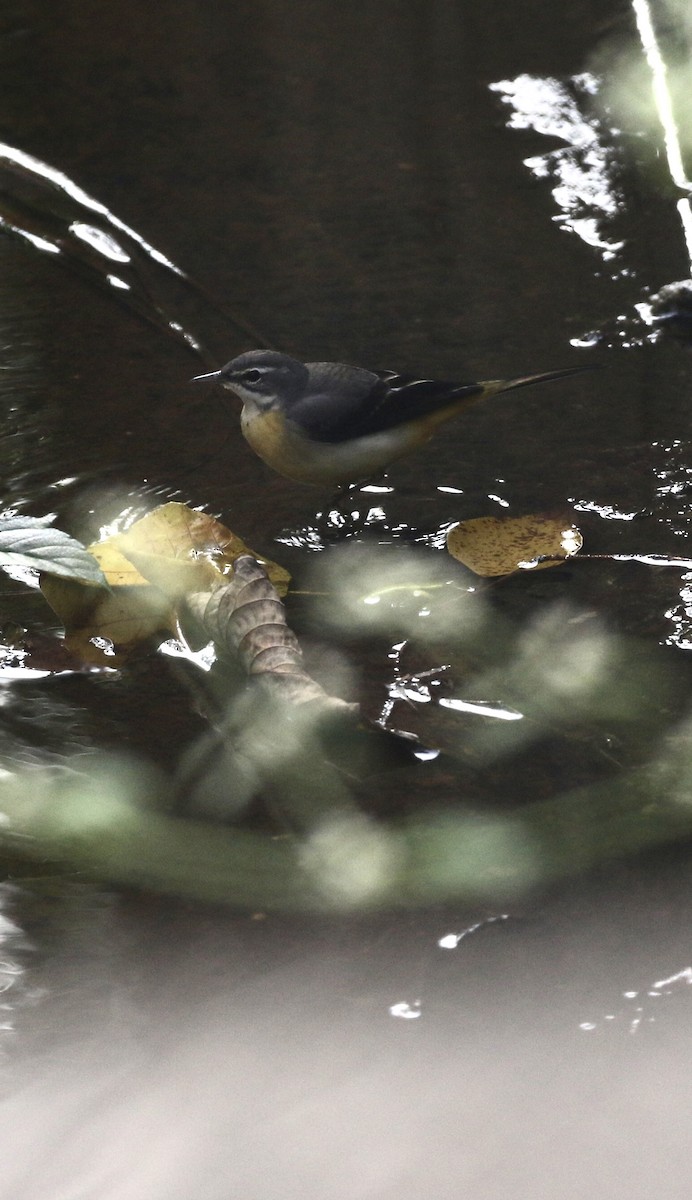 Gray Wagtail - ML646299088