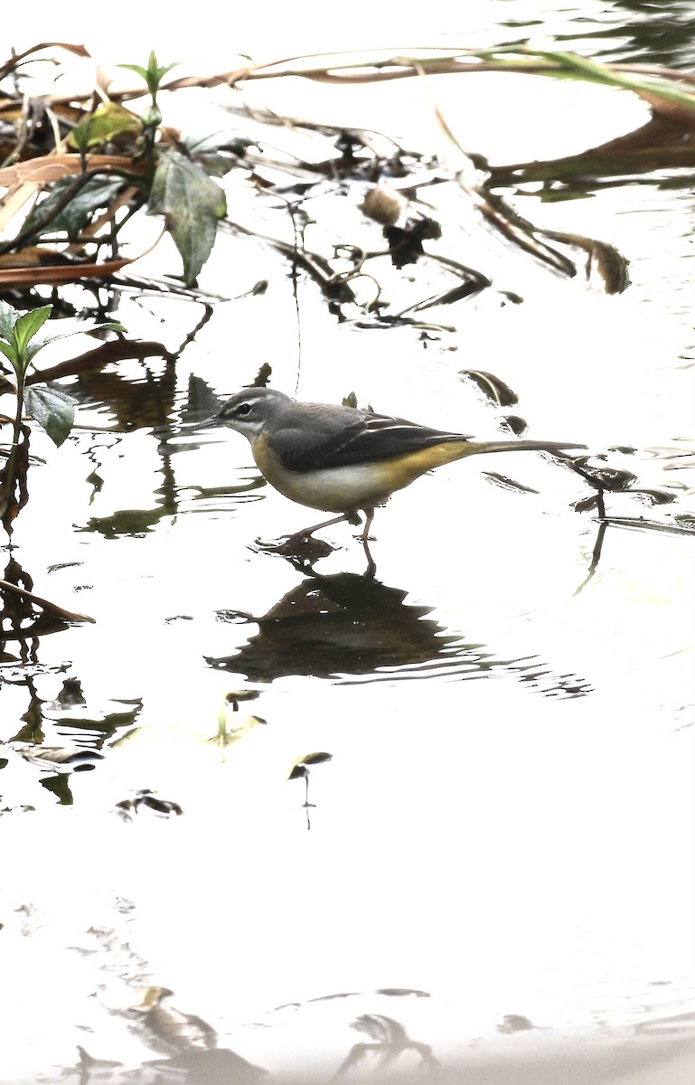 Gray Wagtail - ML646299089