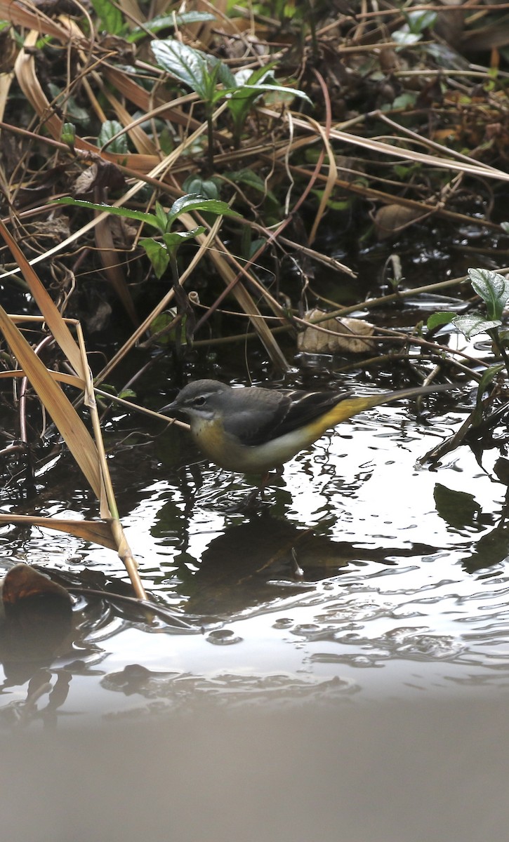 Gray Wagtail - ML646299090