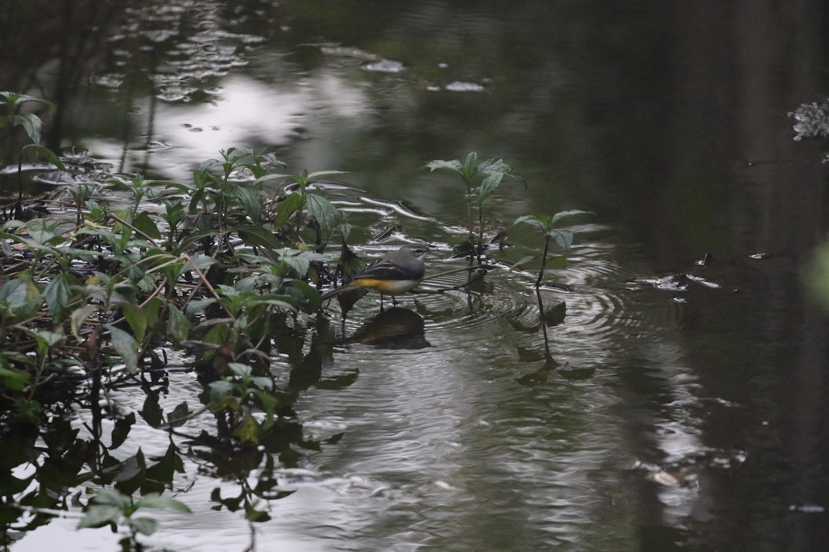 Gray Wagtail - ML646299091