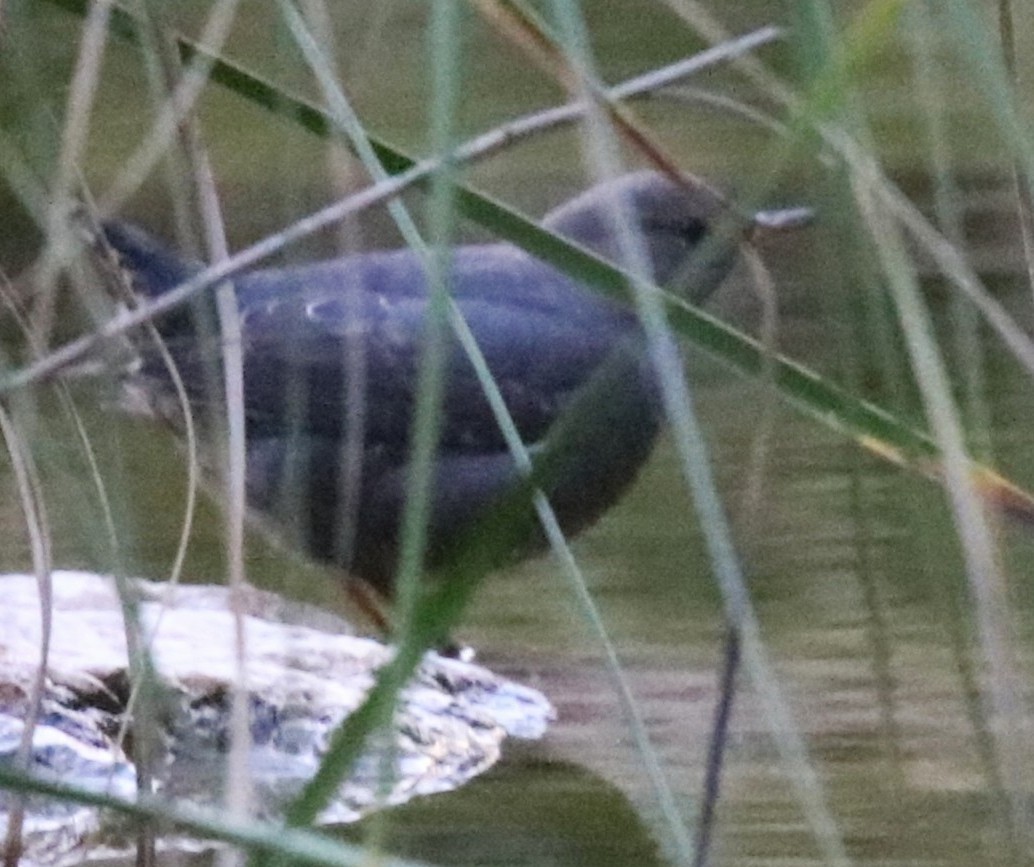American Dipper - ML646299092