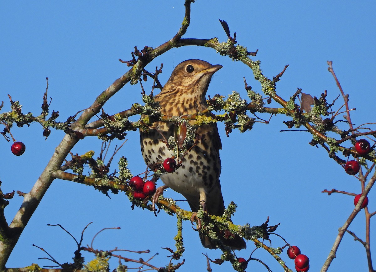 Song Thrush - ML646299094