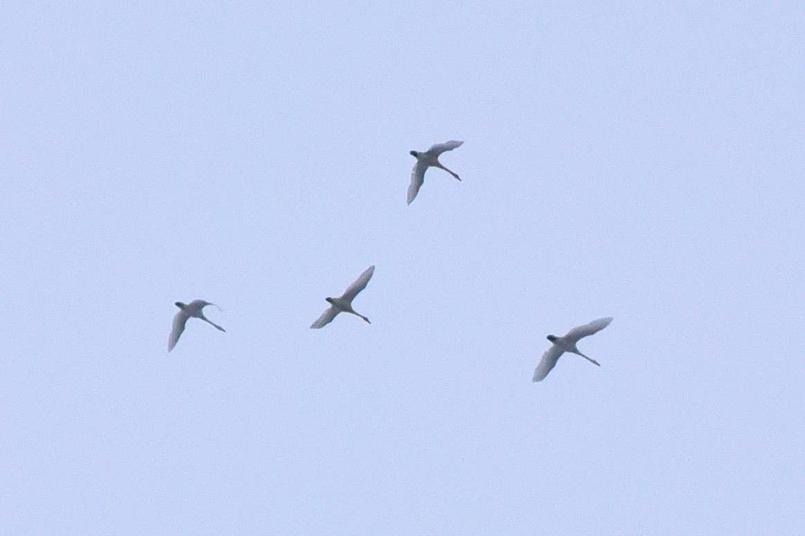 Tundra Swan - ML646299097