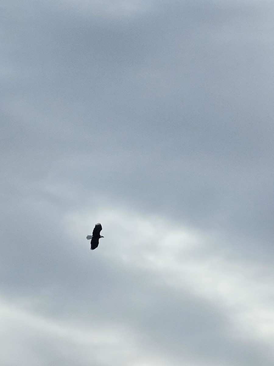 Bald Eagle - ML646299098