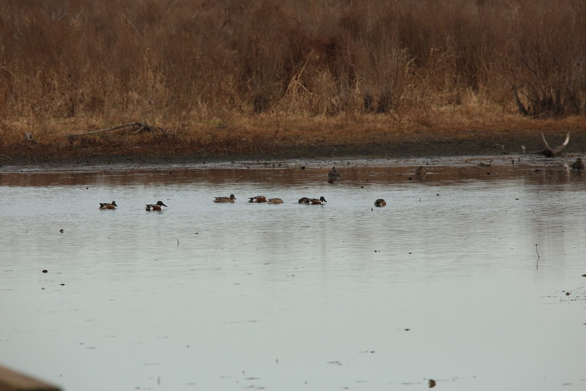 Northern Shoveler - ML646299099