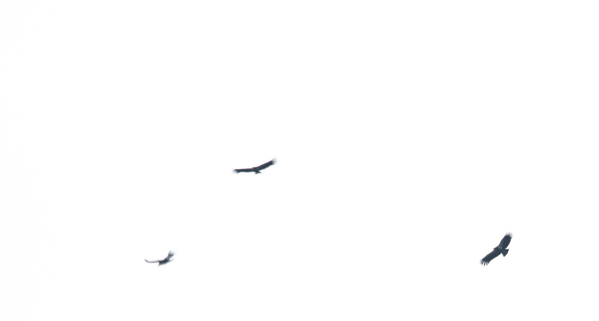 California Condor - ML646299103