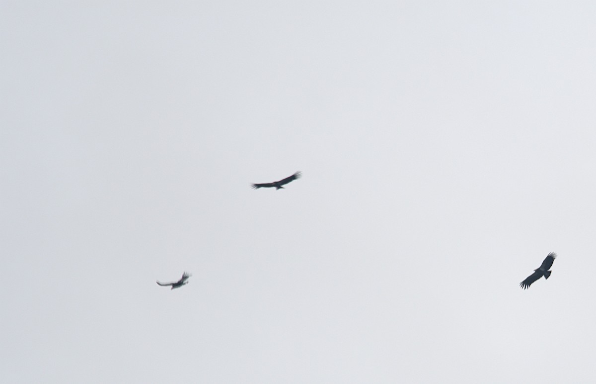 California Condor - ML646299104