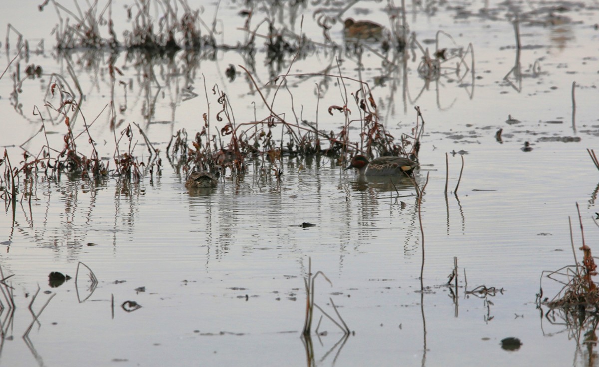 Green-winged Teal - ML646299106
