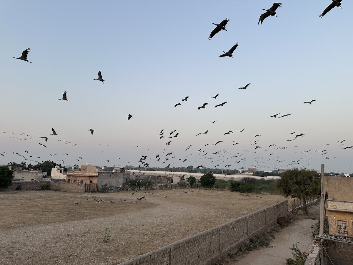 Demoiselle Crane - ML646299108