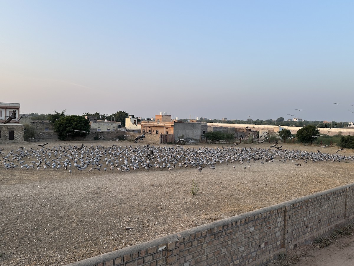 Demoiselle Crane - ML646299109